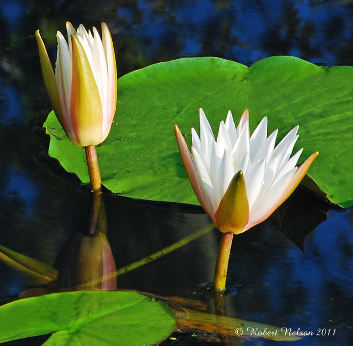 Lily pad 2 + repost