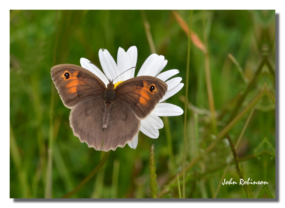 Meadow Brown