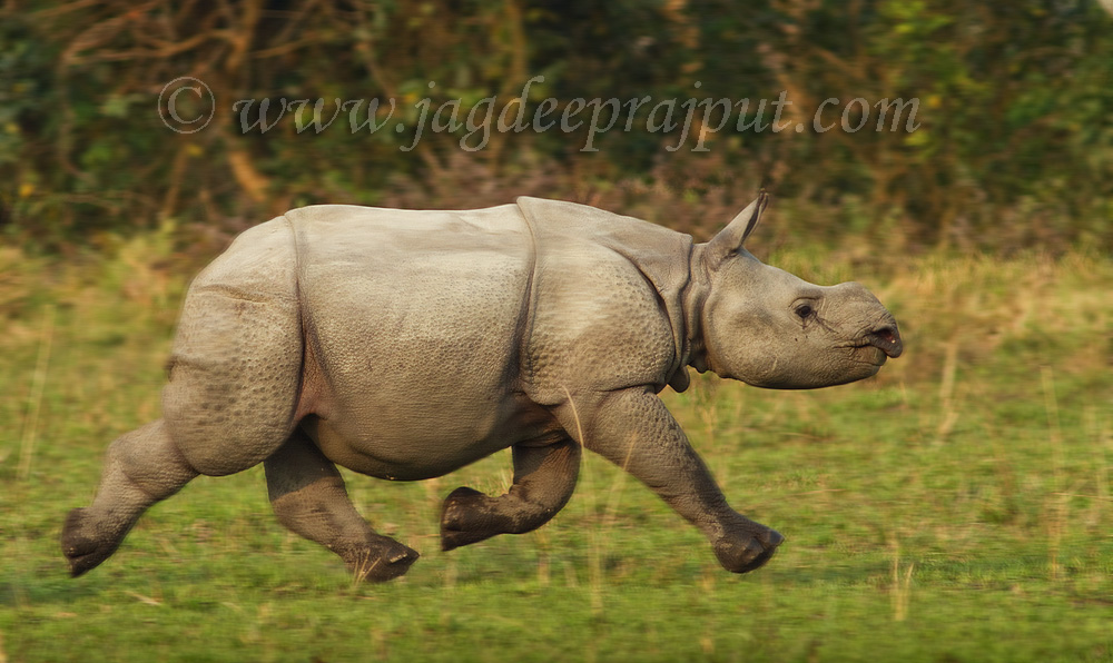 Rhino on the run