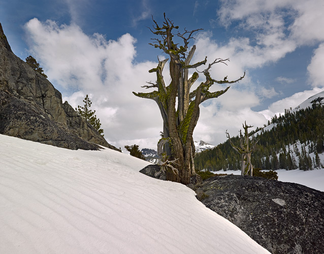 Winter Wood