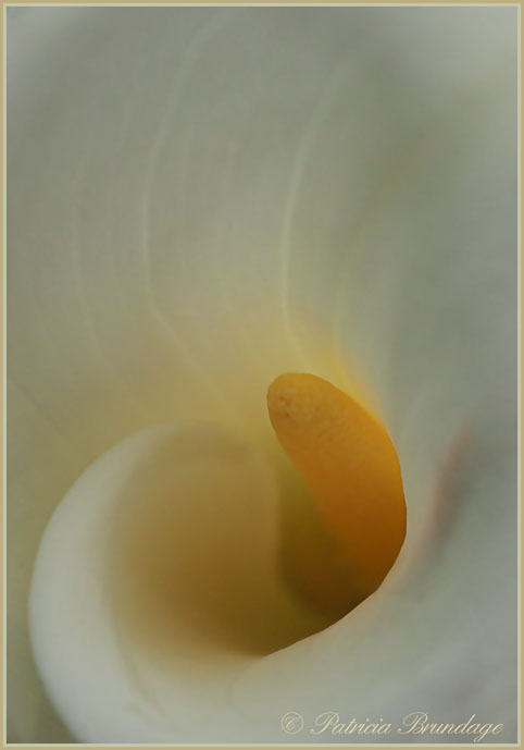 Purity
