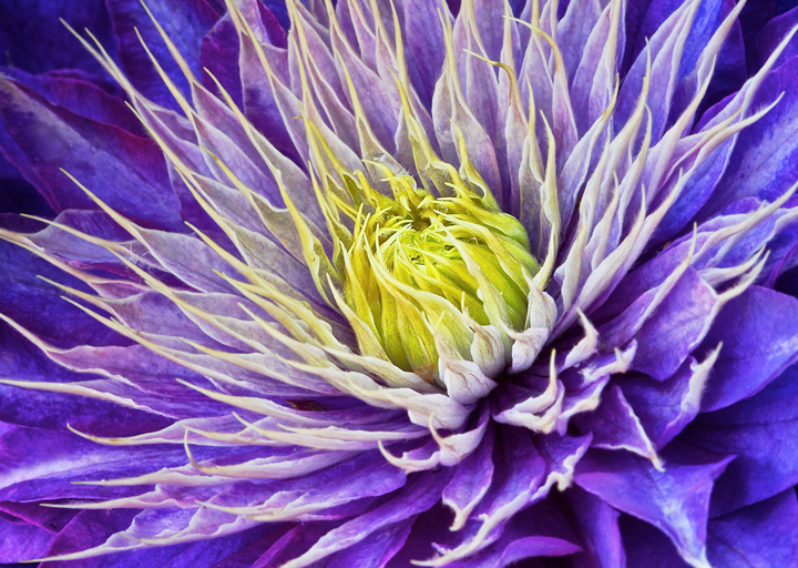 Wild Clematis