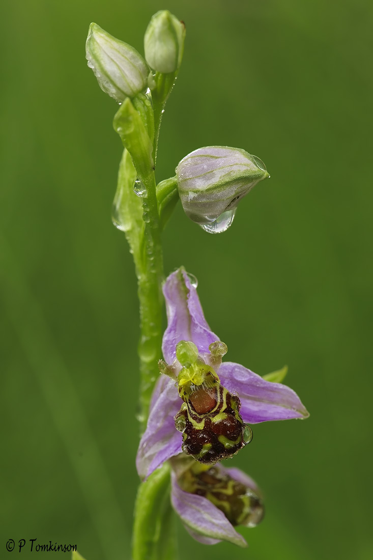 Bee orchid