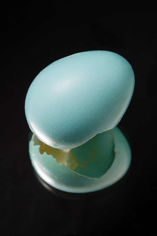 Robin Egg