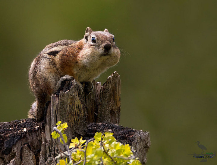 Yellow-cheeked  Chipmunk