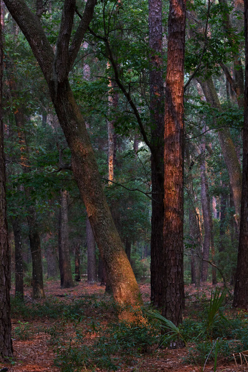 Morning Light