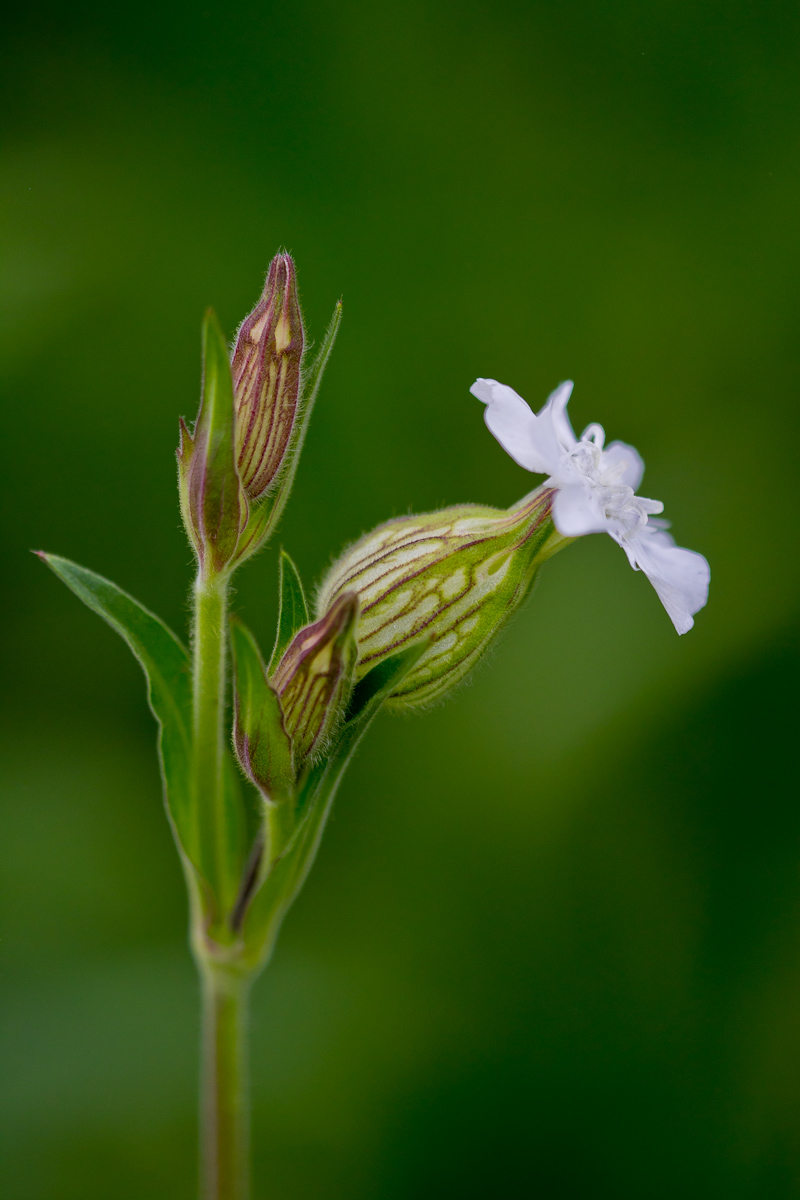 Silene latifolia