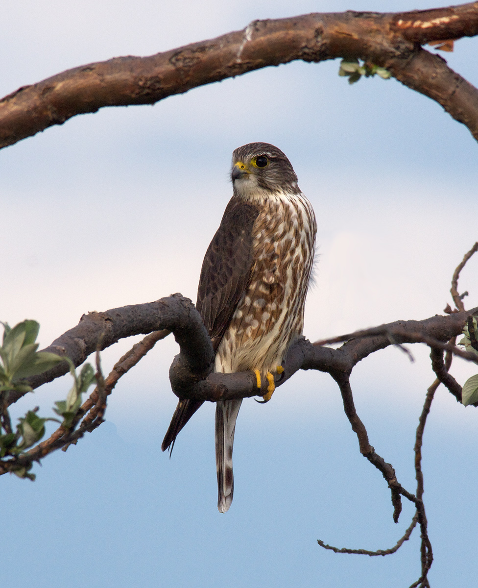 Merlin