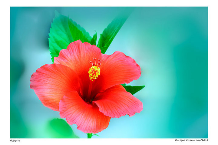 Hibiscus