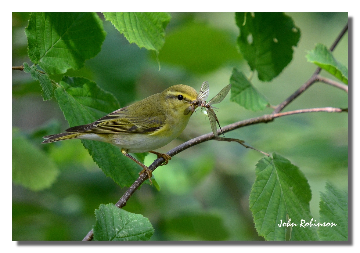 Wood warbler