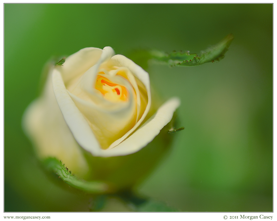 Dreamy Rose