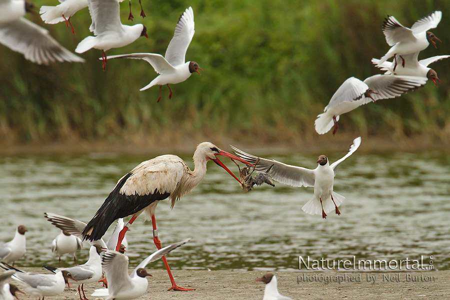 What the stork bringeth.
