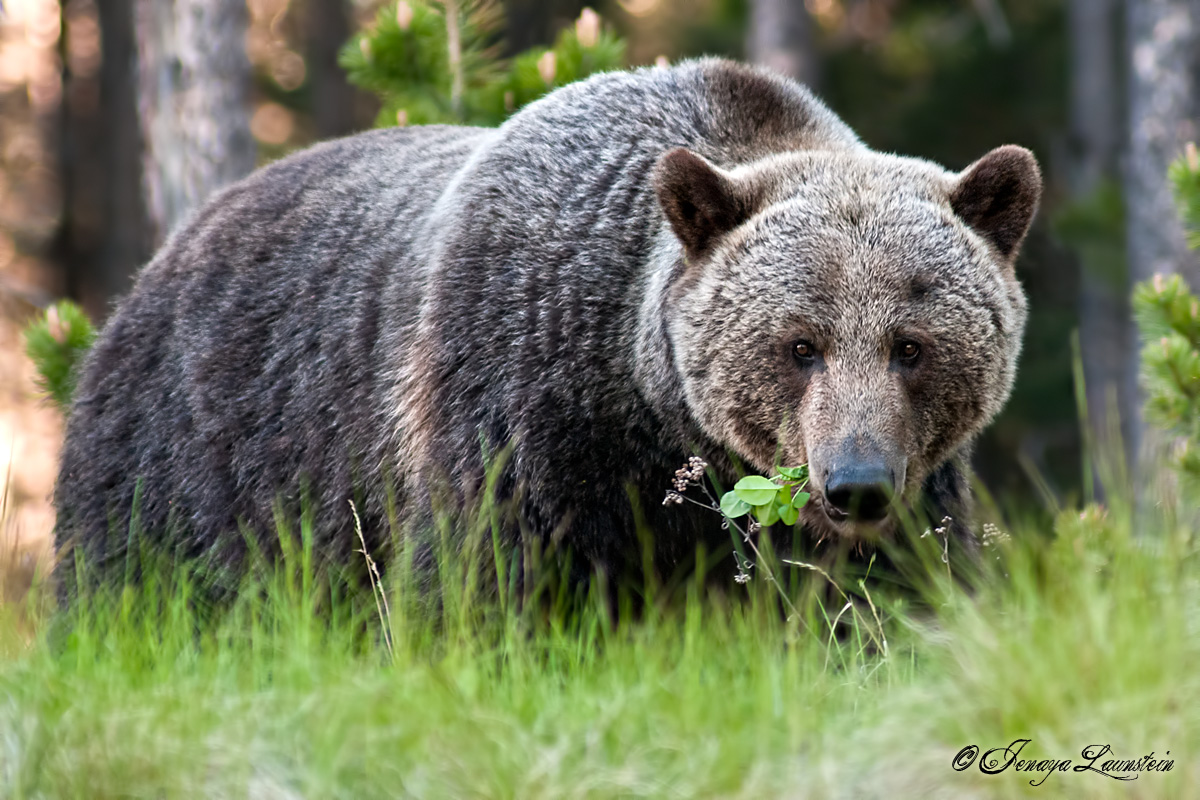 Kananaskis Grizzly + REPOST