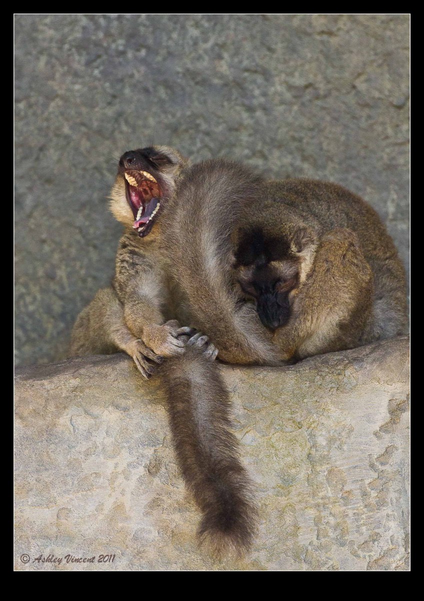 Sleepy Heads II