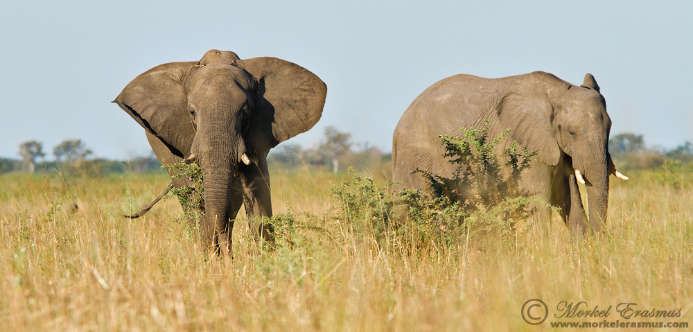 Savute Marsh Elephants