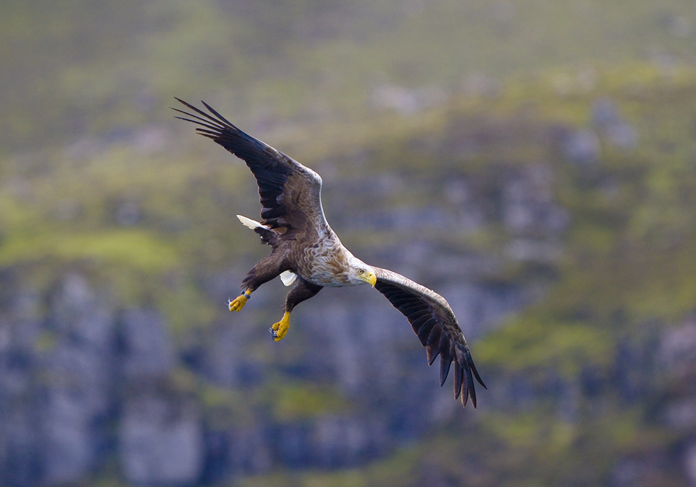 White-tailed Eagle 