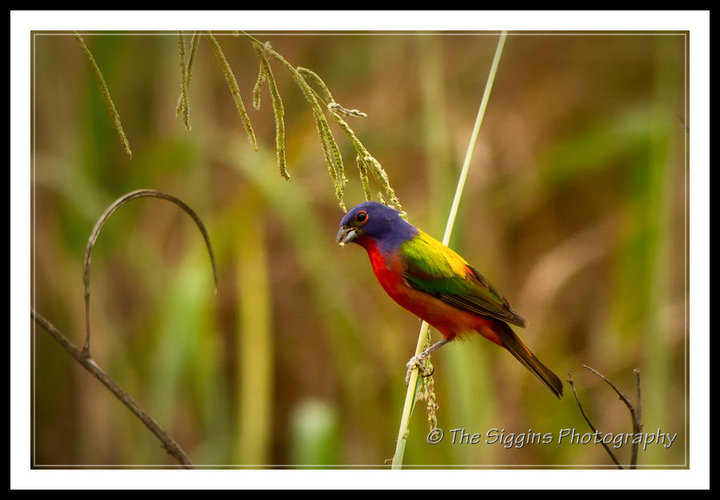 Painted Bunting