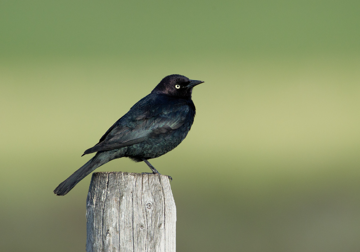 Brewer's Blackbird