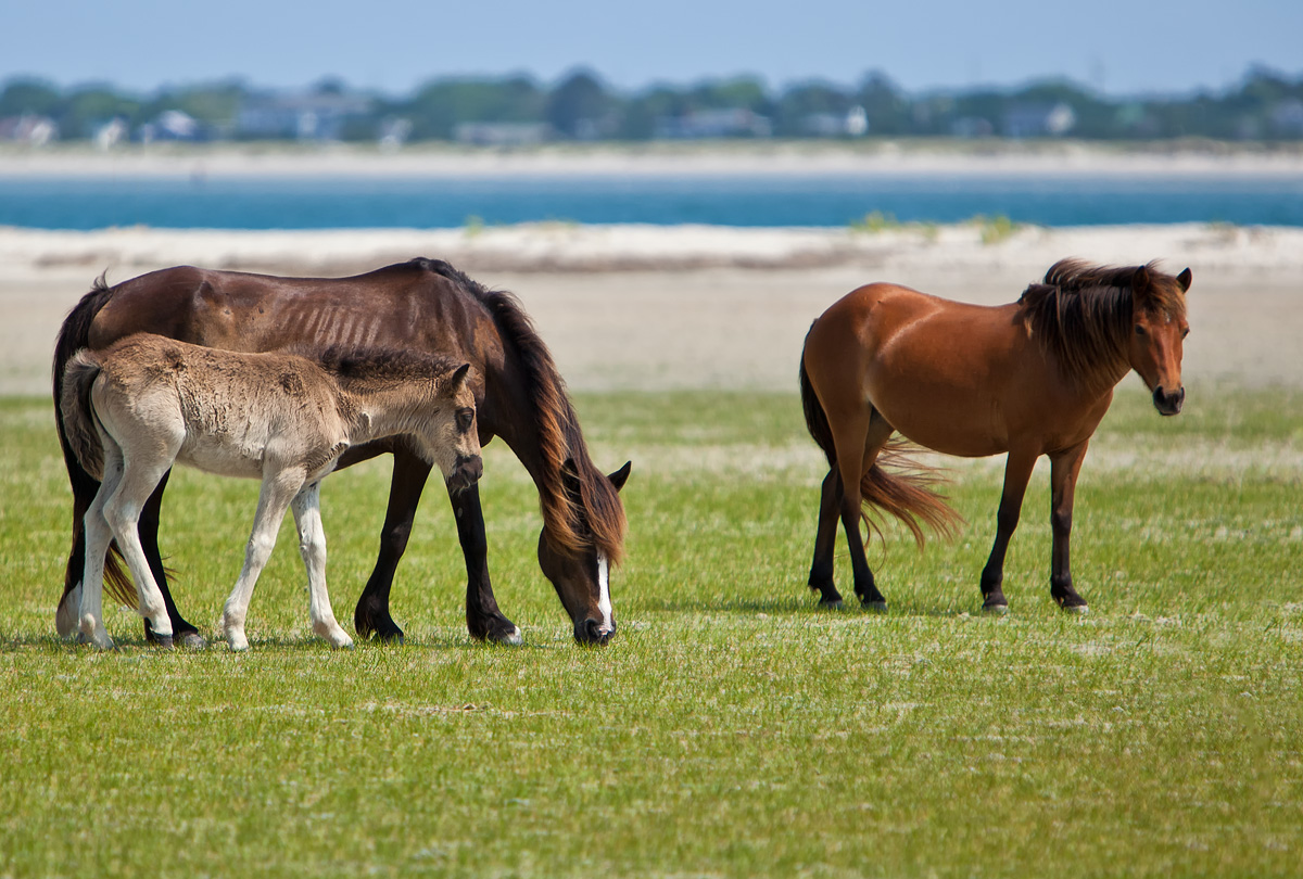 Shackleford Banks Foal
