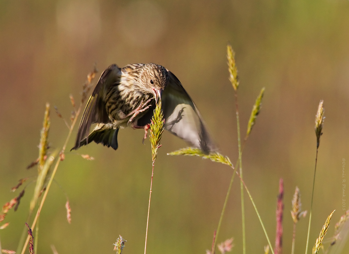Pine Siskin & Repost