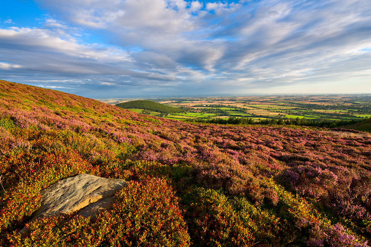 North York Moors heather