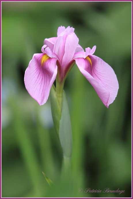 Pink Iris