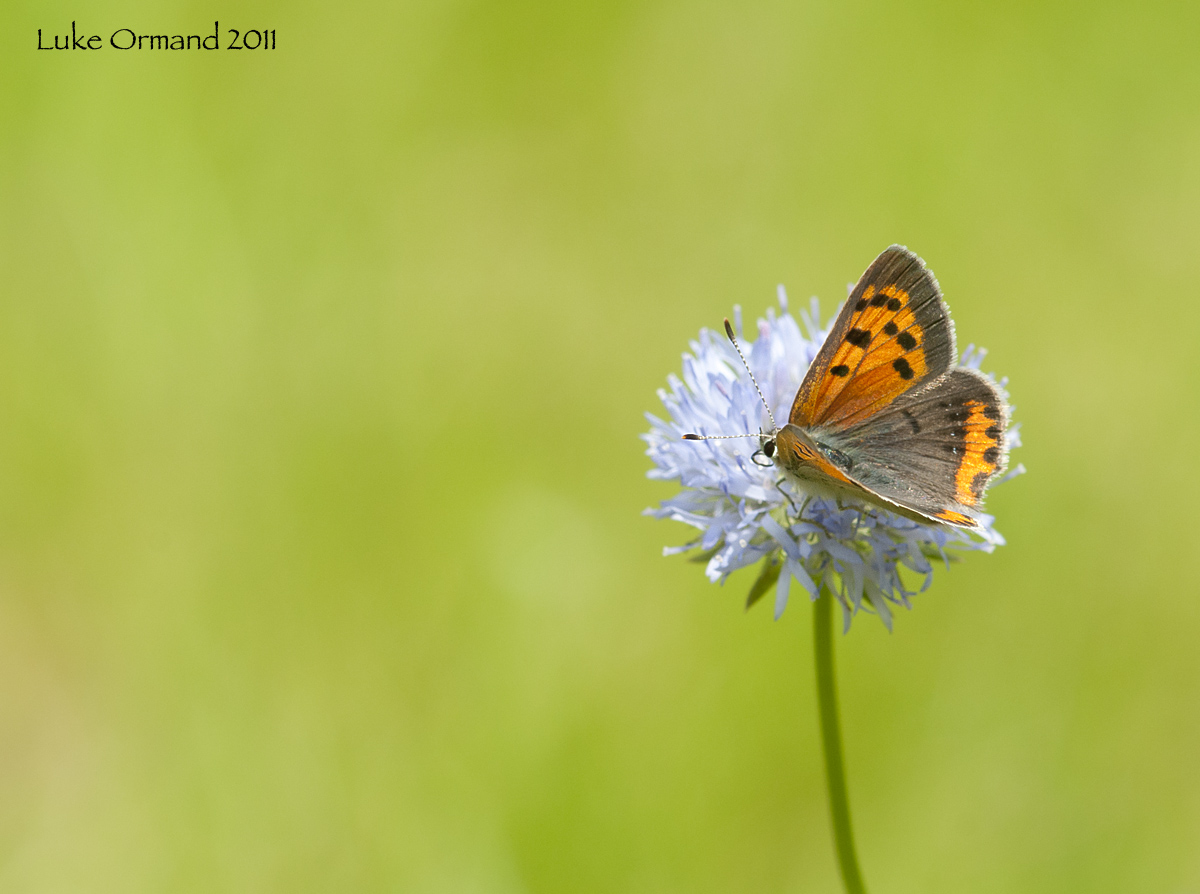 American Copper