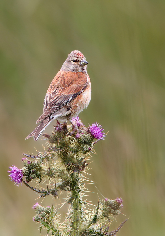 Linnet