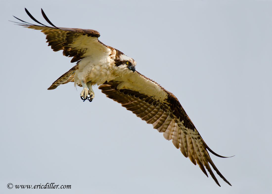 Osprey fishing.......
