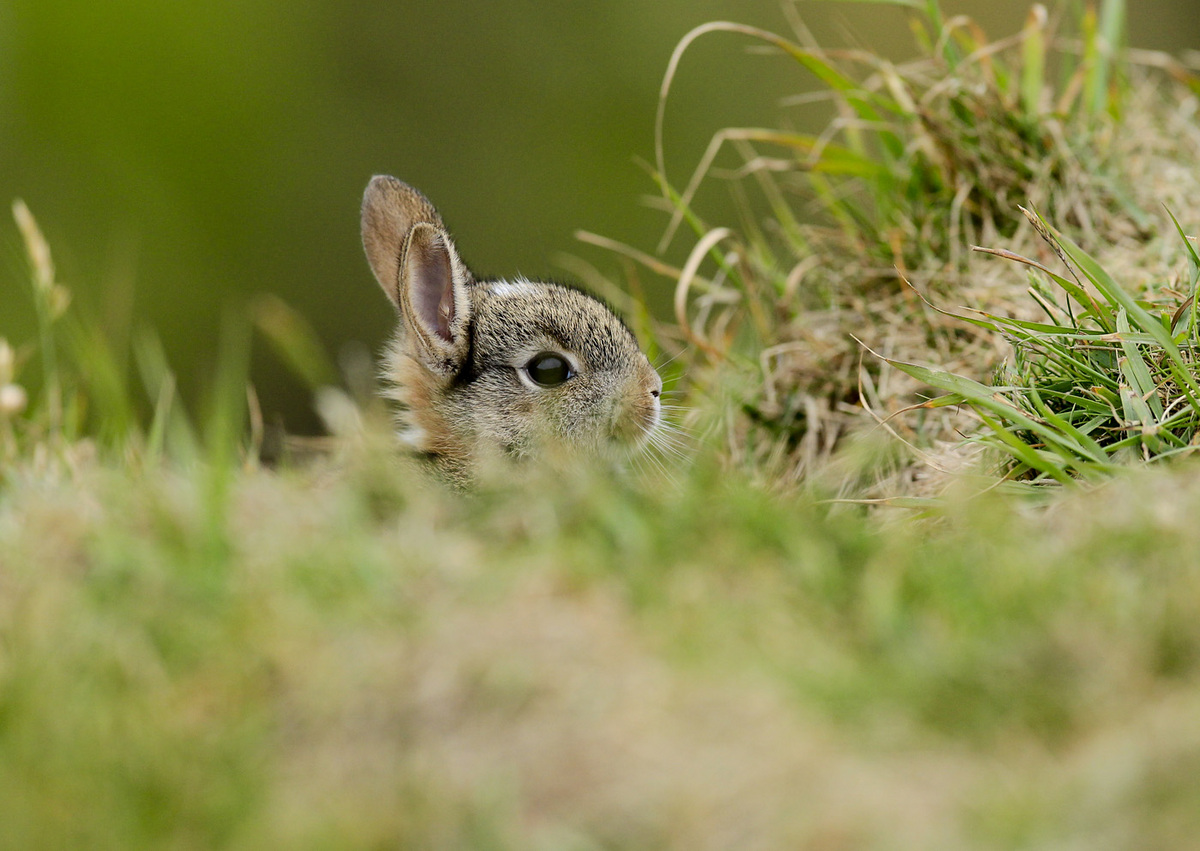Baby bunny