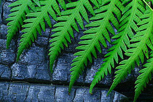Fern On Burn
