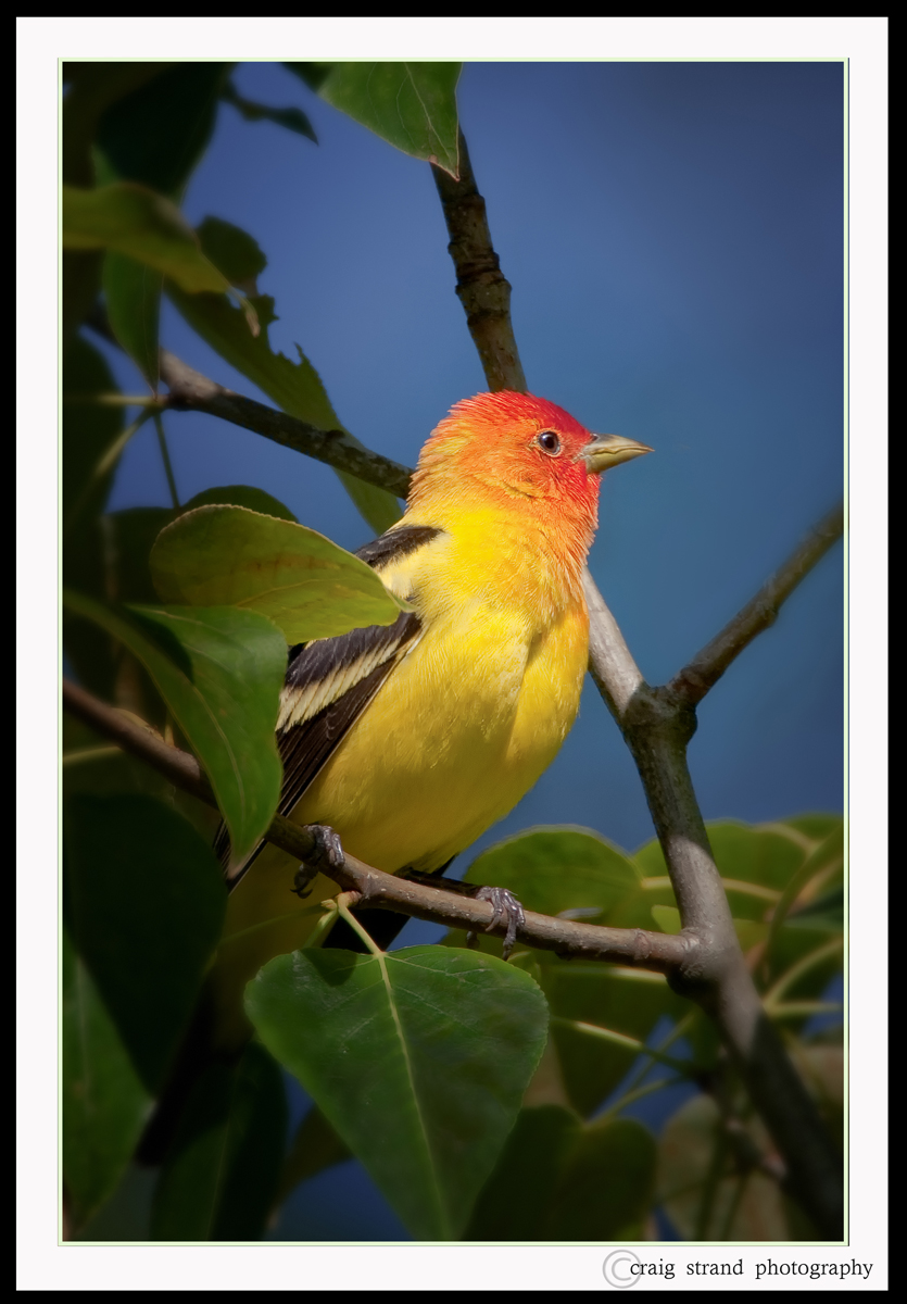 Western Tanager