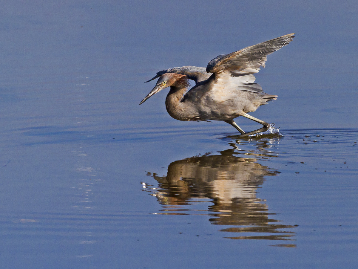 Reddish Egret