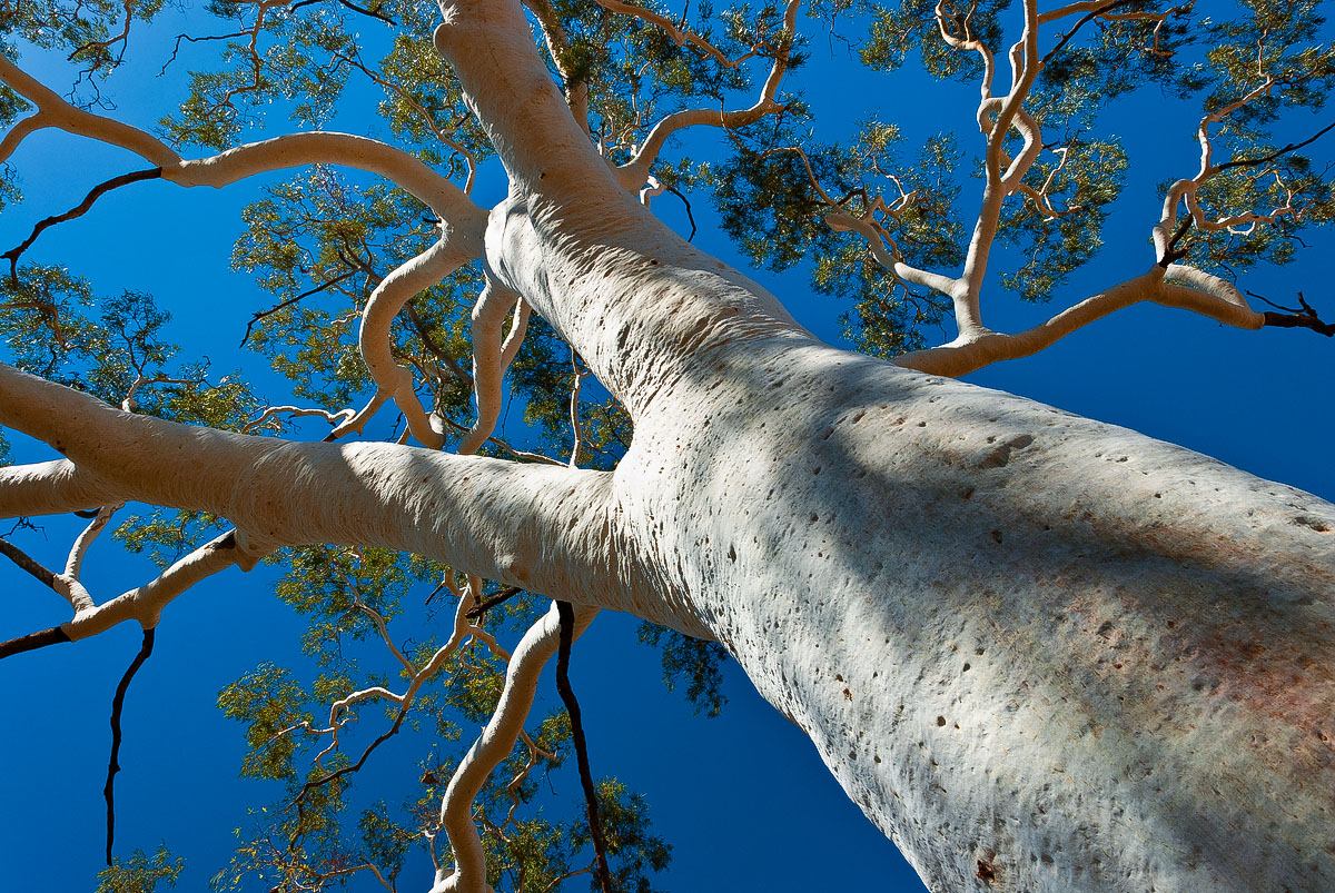 Ghost Gum