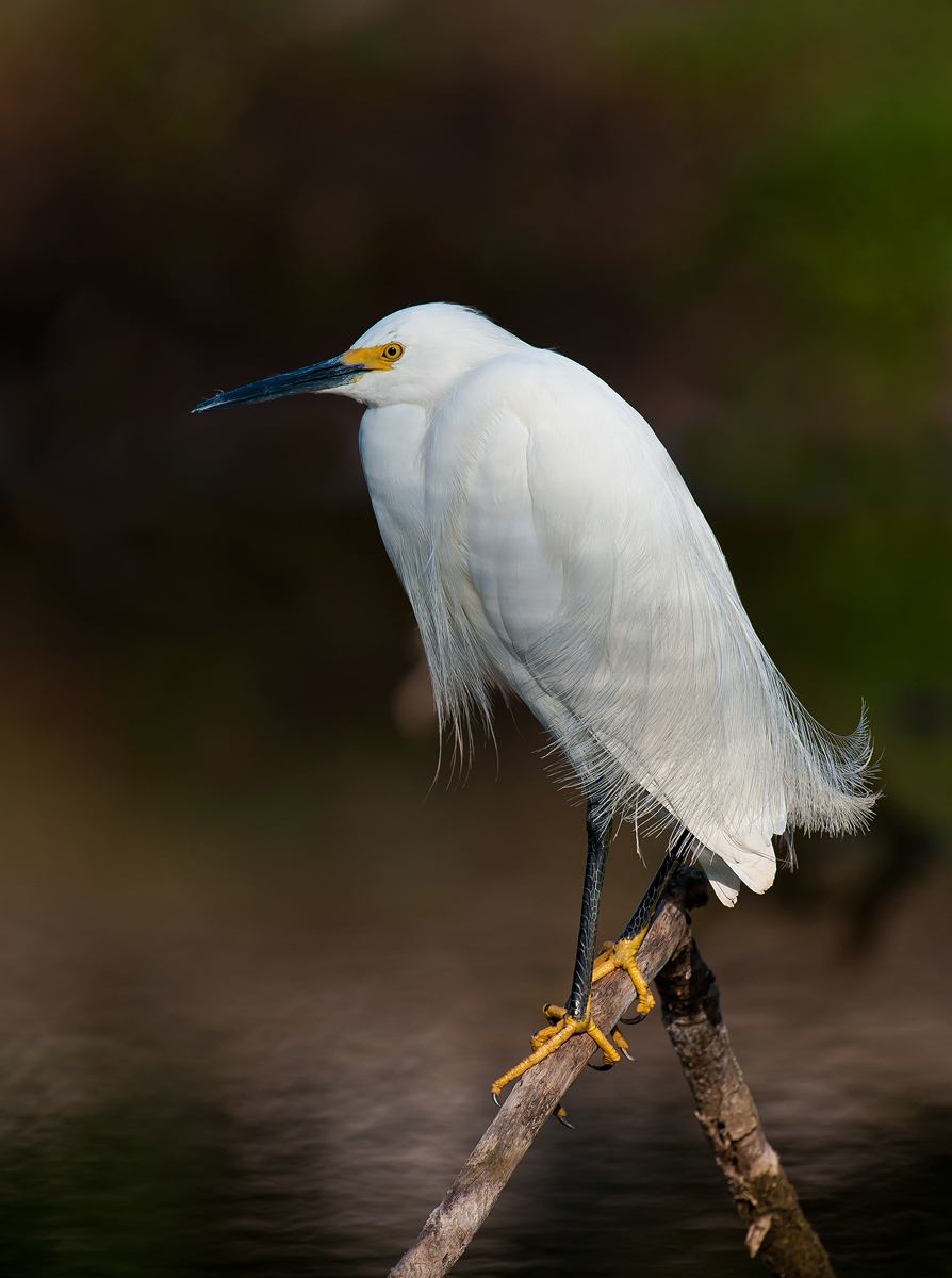 Snowy Egret