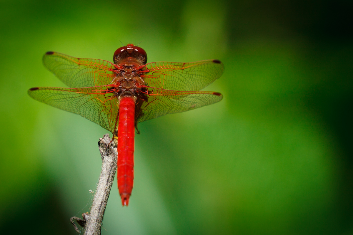 Red Dragonfly