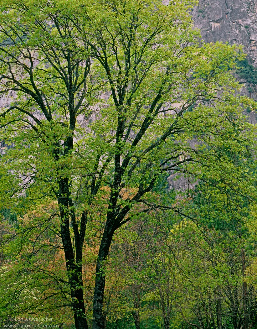 Black (Oak) Beauty