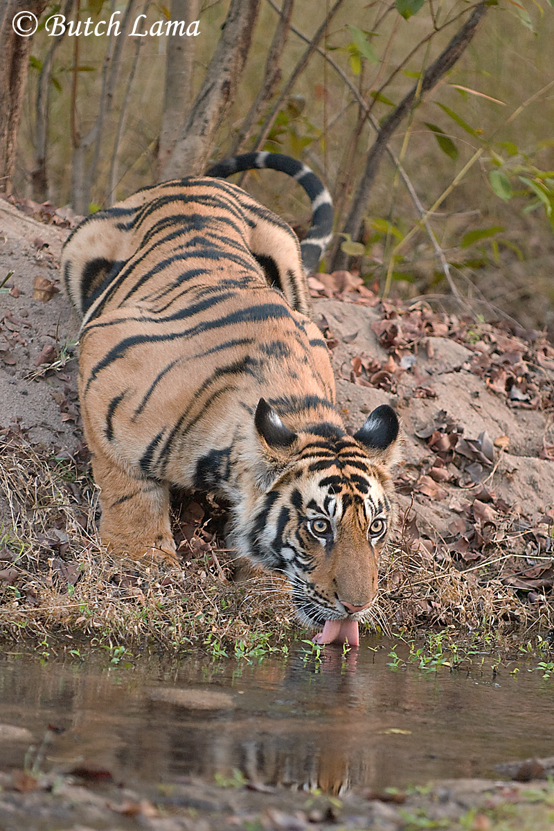Thirsty Tiger