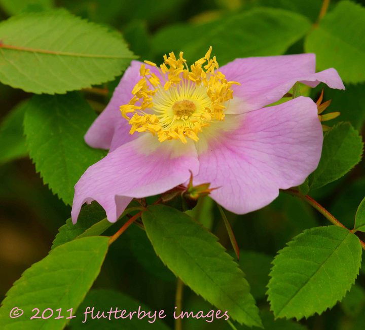 Wild rose (REPOST)