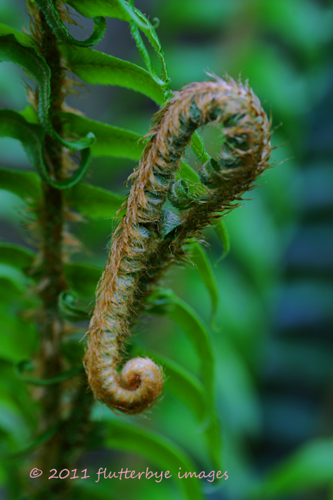 Sword Fern