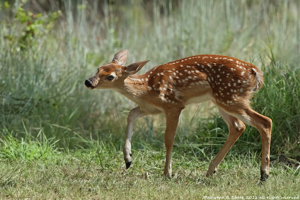 Lil' Prancer