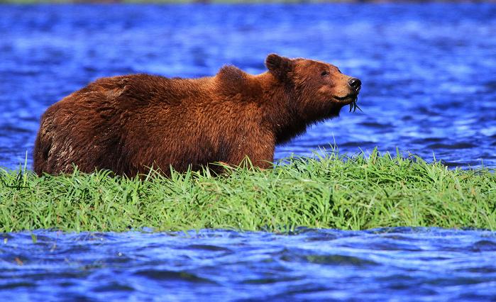 Island Grizzly