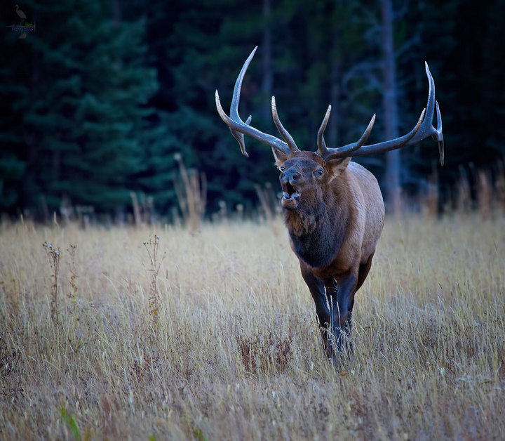 Elk's Run