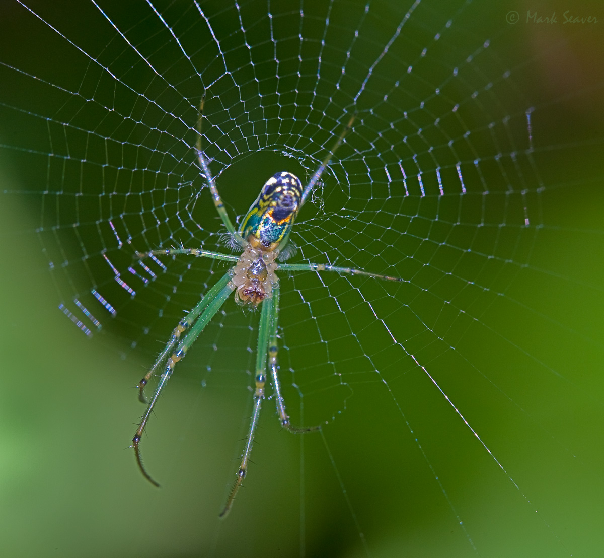 Orb Weaver