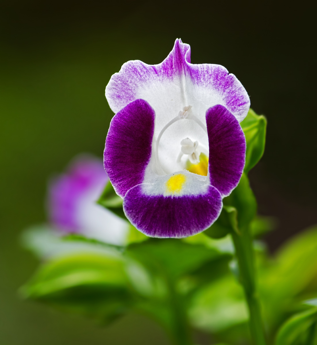 Torenia