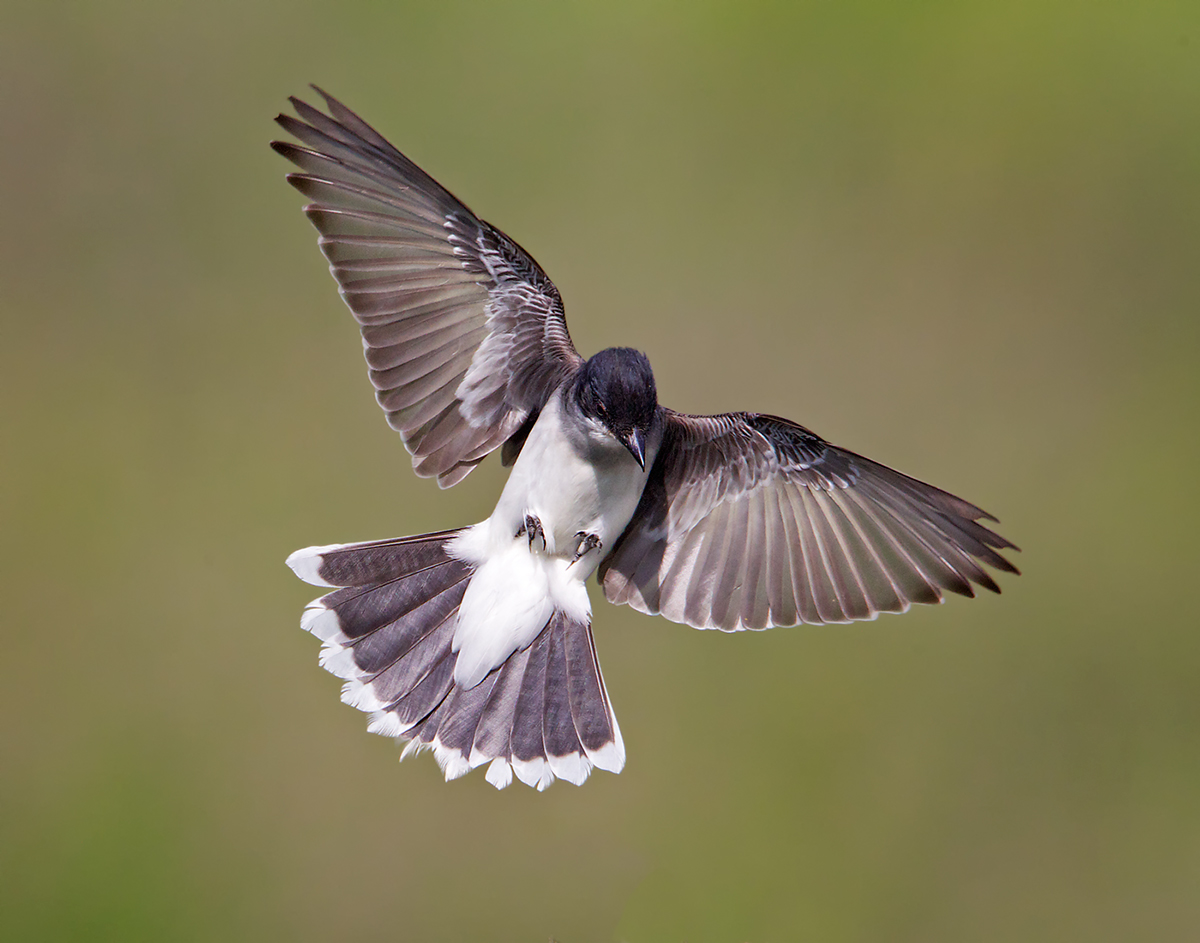Kingbird Flight