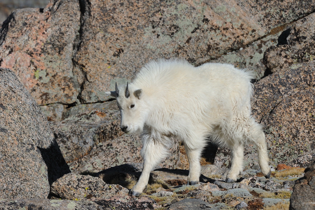 Mountain Goat