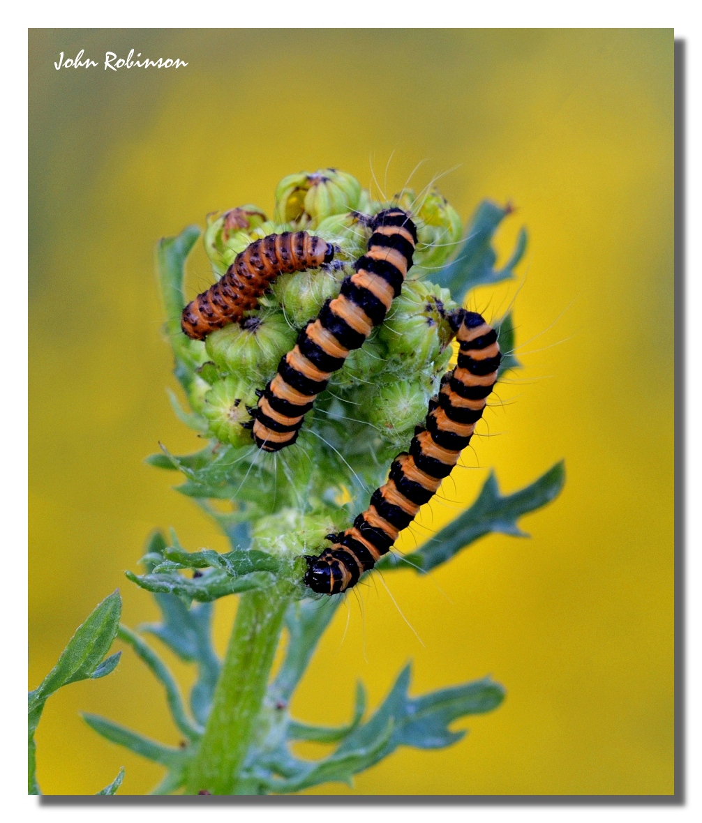 Cinnebar  moth larvae