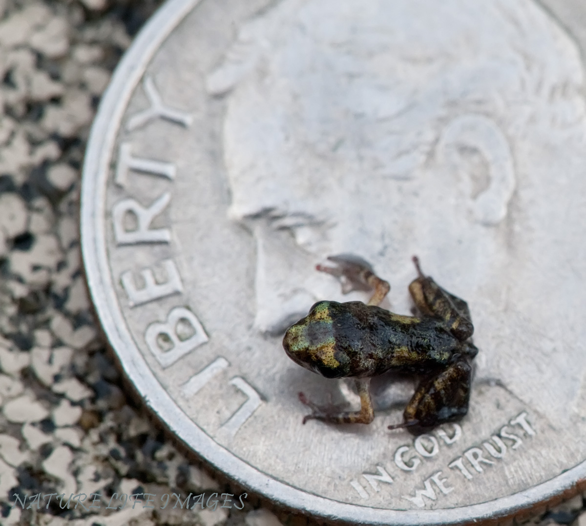 Tiny