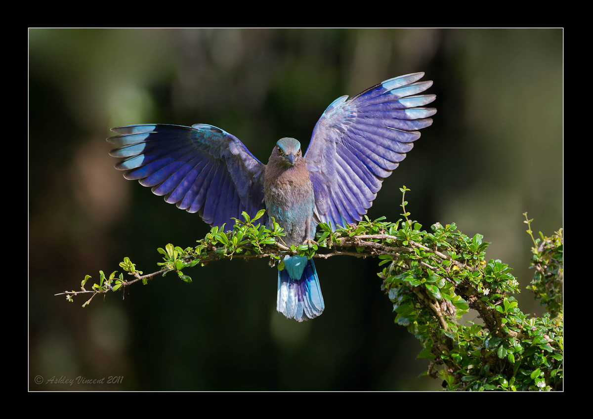 Perfect Landing